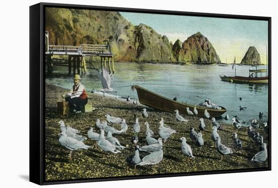 Santa Catalina Island, California - View of Sea Gulls at Avalon-Lantern Press-Framed Stretched Canvas