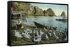 Santa Catalina Island, California - View of Sea Gulls at Avalon-Lantern Press-Framed Stretched Canvas