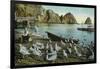 Santa Catalina Island, California - View of Sea Gulls at Avalon-Lantern Press-Framed Art Print