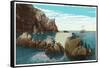 Santa Catalina Island, California - View of the Seal Rocks-Lantern Press-Framed Stretched Canvas