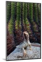 Santa Catalina Island desert iguana in front of barrel cactus-Claudio Contreras-Mounted Photographic Print