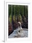 Santa Catalina Island desert iguana in front of barrel cactus-Claudio Contreras-Framed Photographic Print