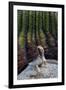 Santa Catalina Island desert iguana in front of barrel cactus-Claudio Contreras-Framed Photographic Print