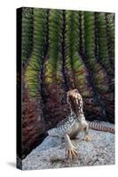 Santa Catalina Island desert iguana in front of barrel cactus-Claudio Contreras-Stretched Canvas