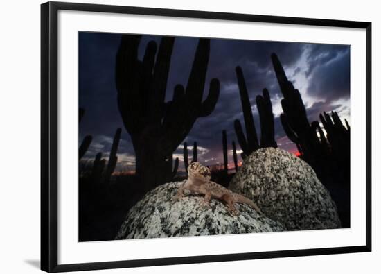 Santa Catalina Island leaf-toed gecko in front of cactuses-Claudio Contreras-Framed Premium Photographic Print