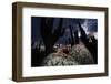 Santa Catalina Island leaf-toed gecko in front of cactuses-Claudio Contreras-Framed Photographic Print