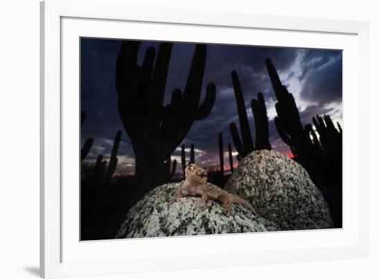 Santa Catalina Island leaf-toed gecko in front of cactuses-Claudio Contreras-Framed Photographic Print