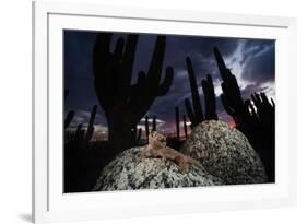 Santa Catalina Island leaf-toed gecko in front of cactuses-Claudio Contreras-Framed Photographic Print