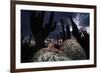 Santa Catalina Island leaf-toed gecko in front of cactuses-Claudio Contreras-Framed Photographic Print