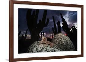 Santa Catalina Island leaf-toed gecko in front of cactuses-Claudio Contreras-Framed Photographic Print