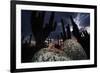 Santa Catalina Island leaf-toed gecko in front of cactuses-Claudio Contreras-Framed Photographic Print