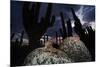 Santa Catalina Island leaf-toed gecko in front of cactuses-Claudio Contreras-Mounted Photographic Print