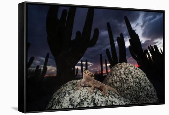 Santa Catalina Island leaf-toed gecko in front of cactuses-Claudio Contreras-Framed Stretched Canvas