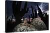 Santa Catalina Island leaf-toed gecko in front of cactuses-Claudio Contreras-Stretched Canvas