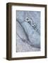 Santa Catalina Island rattlesnake slithering in rock, Mexico-Claudio Contreras-Framed Photographic Print