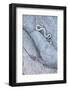 Santa Catalina Island rattlesnake slithering in rock, Mexico-Claudio Contreras-Framed Photographic Print