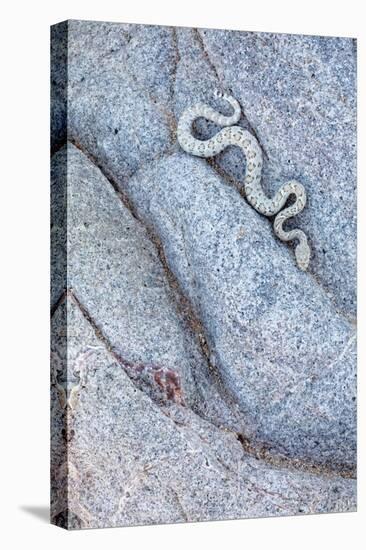 Santa Catalina Island rattlesnake slithering in rock, Mexico-Claudio Contreras-Stretched Canvas