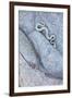 Santa Catalina Island rattlesnake slithering in rock, Mexico-Claudio Contreras-Framed Photographic Print