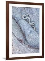 Santa Catalina Island rattlesnake slithering in rock, Mexico-Claudio Contreras-Framed Photographic Print