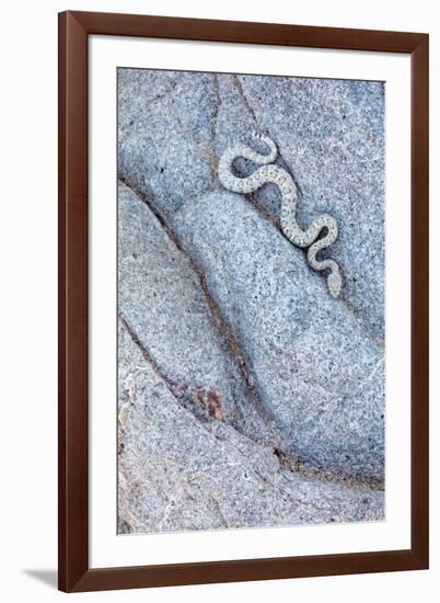 Santa Catalina Island rattlesnake slithering in rock, Mexico-Claudio Contreras-Framed Photographic Print