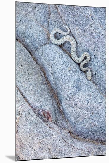 Santa Catalina Island rattlesnake slithering in rock, Mexico-Claudio Contreras-Mounted Photographic Print