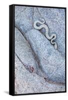 Santa Catalina Island rattlesnake slithering in rock, Mexico-Claudio Contreras-Framed Stretched Canvas