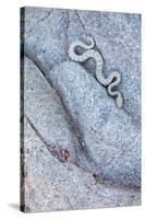 Santa Catalina Island rattlesnake slithering in rock, Mexico-Claudio Contreras-Stretched Canvas