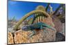 Santa Catalina Island side-blotched lizard in front of cactus-Claudio Contreras-Mounted Photographic Print