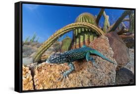 Santa Catalina Island side-blotched lizard in front of cactus-Claudio Contreras-Framed Stretched Canvas