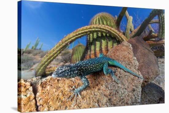 Santa Catalina Island side-blotched lizard in front of cactus-Claudio Contreras-Stretched Canvas