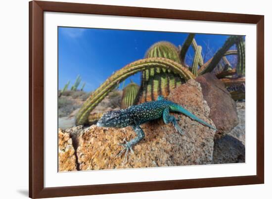 Santa Catalina Island side-blotched lizard in front of cactus-Claudio Contreras-Framed Photographic Print