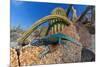 Santa Catalina Island side-blotched lizard in front of cactus-Claudio Contreras-Mounted Photographic Print
