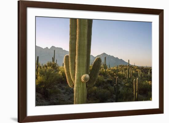 Santa Catalina Mountains in Arizona-Zandria Muench Beraldo-Framed Premium Photographic Print