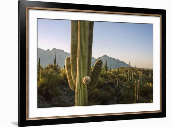 Santa Catalina Mountains in Arizona-Zandria Muench Beraldo-Framed Premium Photographic Print