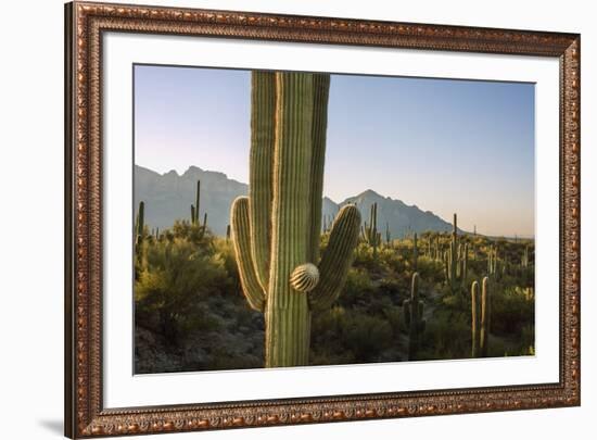 Santa Catalina Mountains in Arizona-Zandria Muench Beraldo-Framed Premium Photographic Print