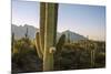 Santa Catalina Mountains in Arizona-Zandria Muench Beraldo-Mounted Premium Photographic Print