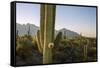 Santa Catalina Mountains in Arizona-Zandria Muench Beraldo-Framed Stretched Canvas