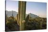 Santa Catalina Mountains in Arizona-Zandria Muench Beraldo-Stretched Canvas