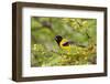 Santa Clara Ranch, Starr County, Texas. Audubon's Oriole (Icterus graduacauda) perched-Larry Ditto-Framed Photographic Print