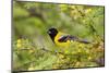 Santa Clara Ranch, Starr County, Texas. Audubon's Oriole (Icterus graduacauda) perched-Larry Ditto-Mounted Photographic Print