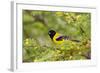 Santa Clara Ranch, Starr County, Texas. Audubon's Oriole (Icterus graduacauda) perched-Larry Ditto-Framed Photographic Print