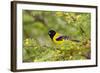 Santa Clara Ranch, Starr County, Texas. Audubon's Oriole (Icterus graduacauda) perched-Larry Ditto-Framed Photographic Print
