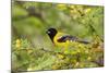 Santa Clara Ranch, Starr County, Texas. Audubon's Oriole (Icterus graduacauda) perched-Larry Ditto-Mounted Photographic Print