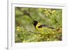 Santa Clara Ranch, Starr County, Texas. Audubons Oriole Perched-Larry Ditto-Framed Photographic Print