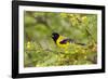 Santa Clara Ranch, Starr County, Texas. Audubons Oriole Perched-Larry Ditto-Framed Photographic Print