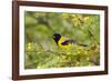 Santa Clara Ranch, Starr County, Texas. Audubons Oriole Perched-Larry Ditto-Framed Photographic Print