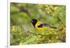 Santa Clara Ranch, Starr County, Texas. Audubons Oriole Perched-Larry Ditto-Framed Photographic Print