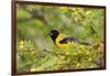 Santa Clara Ranch, Starr County, Texas. Audubons Oriole Perched-Larry Ditto-Framed Photographic Print