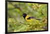 Santa Clara Ranch, Starr County, Texas. Audubons Oriole Perched-Larry Ditto-Framed Photographic Print