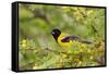 Santa Clara Ranch, Starr County, Texas. Audubons Oriole Perched-Larry Ditto-Framed Stretched Canvas